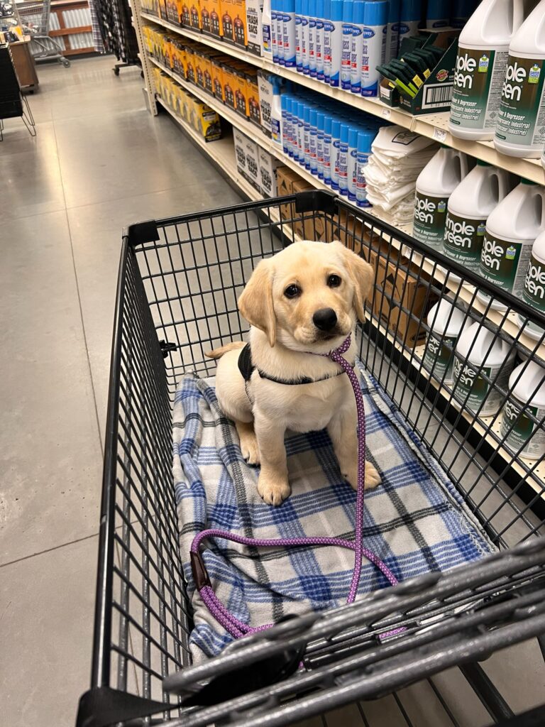 Socialization and exposure to everyday life for a service dog puppy
